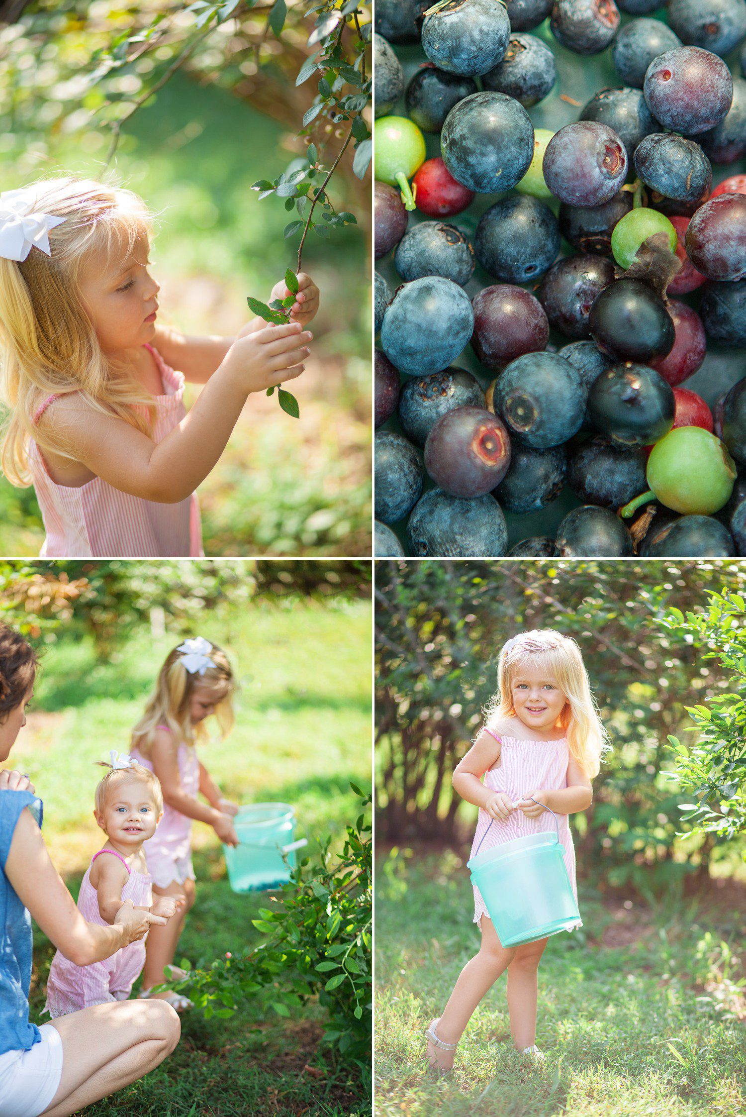 Blueberry patch family photo shoot at Golden Bell Farm in Franklin, TN photography by Krista Lee Nashville TN