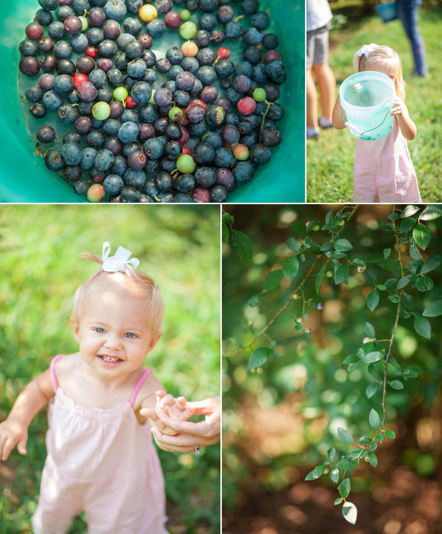 Blueberry patch family photo shoot at Golden Bell Farm in Franklin, TN photography by Krista Lee Nashville TN