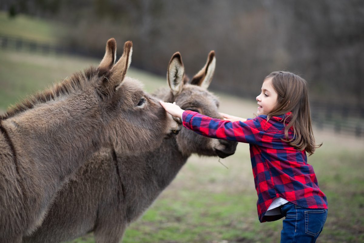 Portraits with kids and pets donkey A&E Farm Tennessee