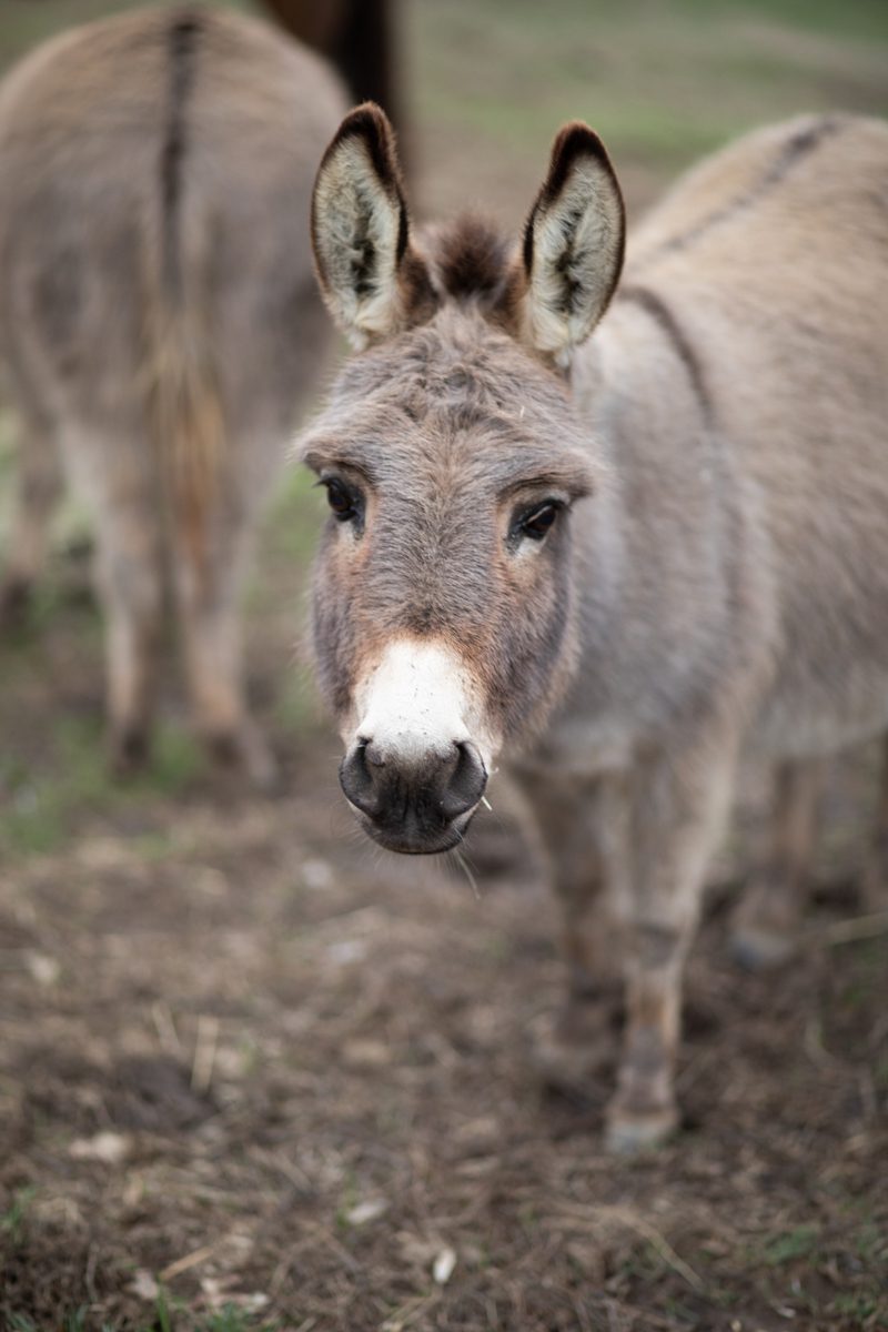 donkey on A&E Farm Tennessee