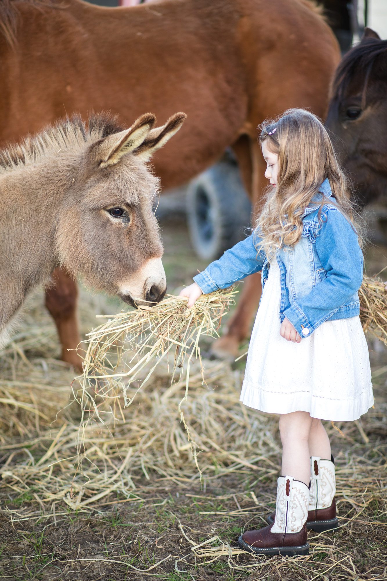 Family portraits on farms with animals 