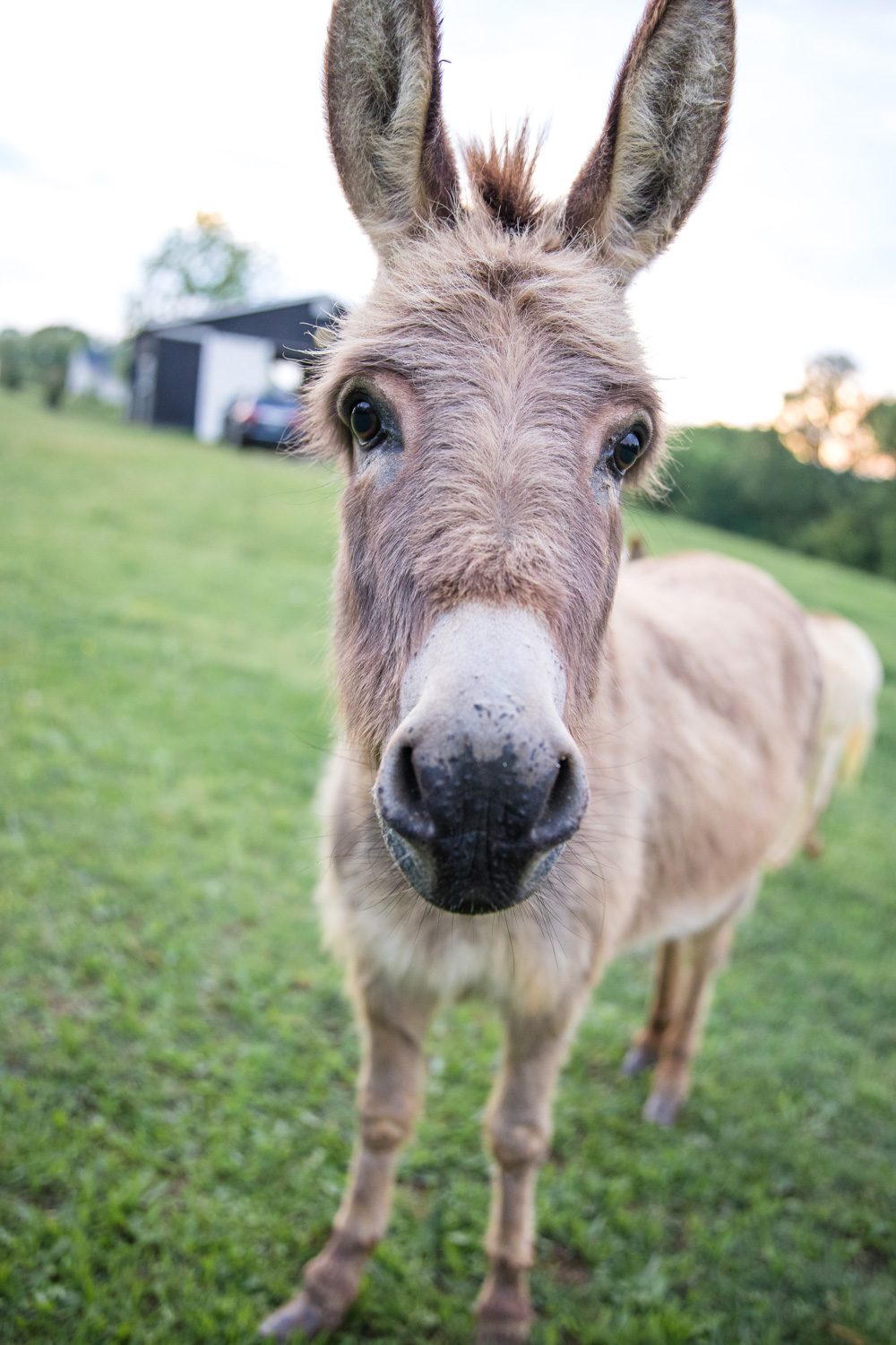 Donkeys at family photos at A&E Farm in College Grove TN photography by Krista Lee