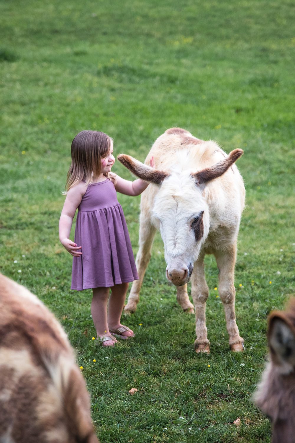 Little girl with donkey on family farm 