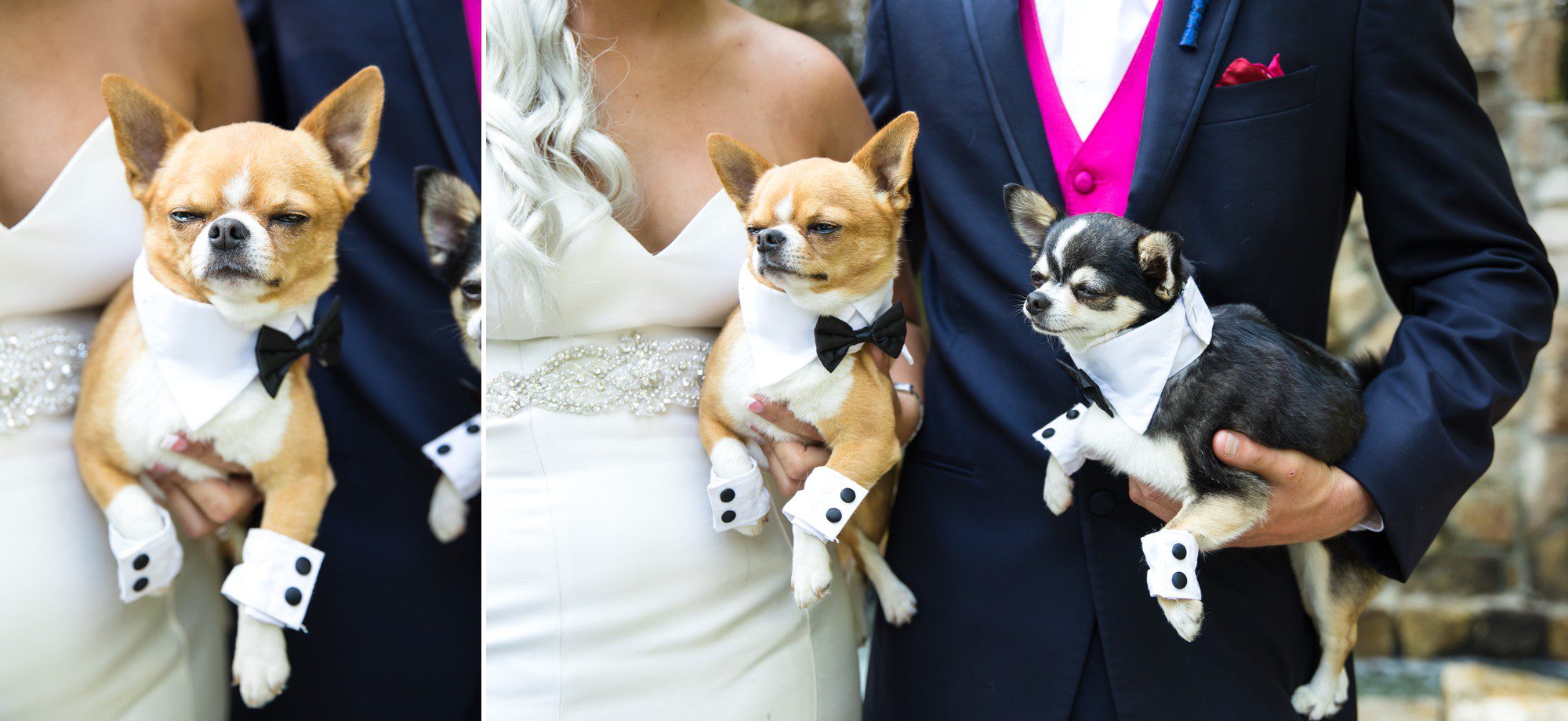 Tuxedo Dogs in the wedding party 